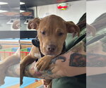 Small Photo #10 American Staffordshire Terrier-Unknown Mix Puppy For Sale in Holly Springs, NC, USA