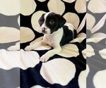 Small Photo #12 American Pit Bull Terrier-Unknown Mix Puppy For Sale in Wenonah, NJ, USA