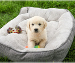 Small #3 English Cream Golden Retriever