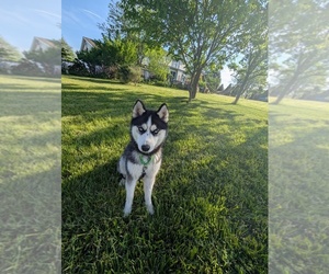 Siberian Husky Puppy for sale in BRADFORD, OH, USA