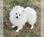 Small #2 Pomeranian
