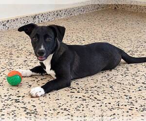 Border Collie-Unknown Mix Dogs for adoption in Jenkintown, PA, USA