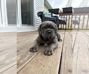 Cane Corso Puppy for Sale in GARDNER, Massachusetts USA