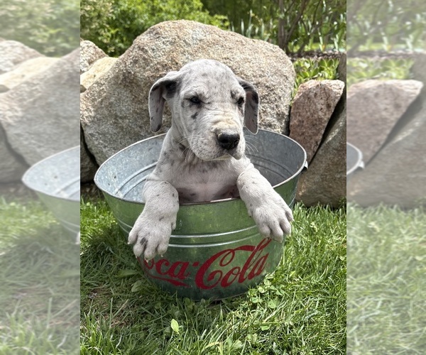 Medium Photo #3 Great Dane Puppy For Sale in MIDDLEBURY, IN, USA