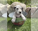 Small #2 Great Dane