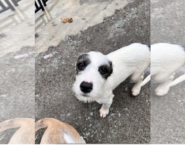 Medium Photo #2 Mutt Puppy For Sale in Tracy City, TN, USA