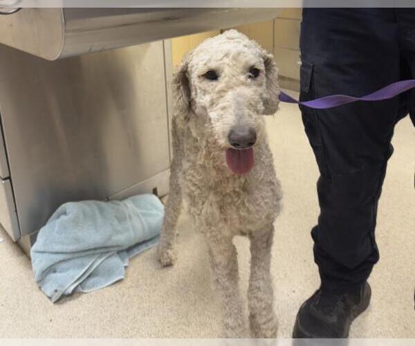 Medium Photo #1 Poodle (Standard)-Unknown Mix Puppy For Sale in Riverside, CA, USA