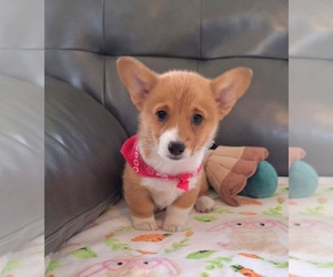 Medium Pembroke Welsh Corgi