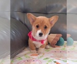 Puppy Pink DM Safe Pembroke Welsh Corgi