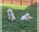 Small Photo #2 Poodle (Standard) Puppy For Sale in PICKERINGTON, OH, USA
