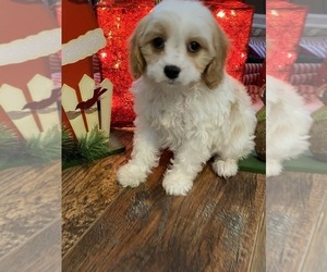 Cavalier King Charles Spaniel-Poodle (Toy) Mix Puppy for sale in RICHMOND, IL, USA