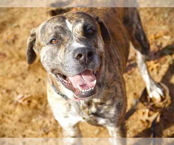Medium Photo #2 American Staffordshire Terrier-Unknown Mix Puppy For Sale in Tallahassee, FL, USA