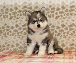 Pomsky Puppy for sale in DENVER, PA, USA