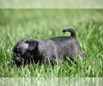 Small #5 Pug