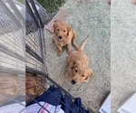 Small Photo #13 Golden Retriever Puppy For Sale in BEDFORD, TX, USA