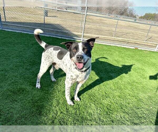 Medium Photo #2 Mutt Puppy For Sale in Grand Prairie, TX, USA