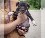 Small #1 American Staffordshire Terrier Mix