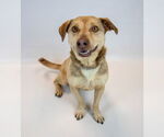 Small #8 Retriever  Mix