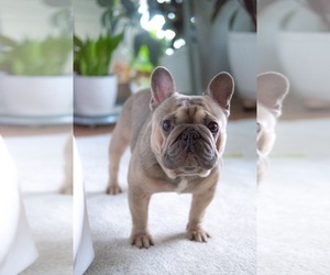 French Bulldog Puppy for sale in FAYETTEVILLE, AR, USA