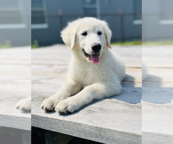 Medium Photo #1 Maremma Sheepdog Puppy For Sale in CONNEAUT, OH, USA