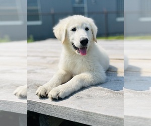 Maremma Sheepdog Puppy for sale in CONNEAUT, OH, USA
