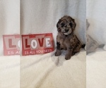 Small Photo #29 Goldendoodle-Sheepadoodle Mix Puppy For Sale in ROCHESTER, NY, USA