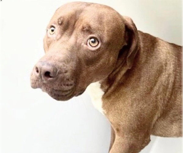 Medium Photo #2 Mutt Puppy For Sale in Houston, TX, USA