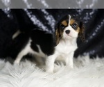 Small #3 Cavalier King Charles Spaniel
