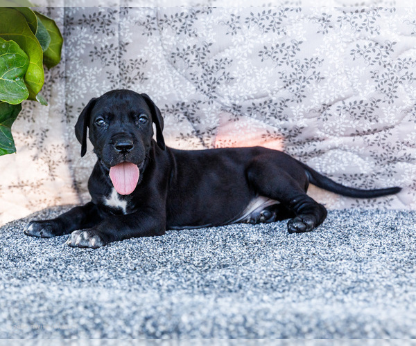 Medium Photo #14 Great Dane Puppy For Sale in WAKARUSA, IN, USA