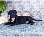 Small #13 Great Dane