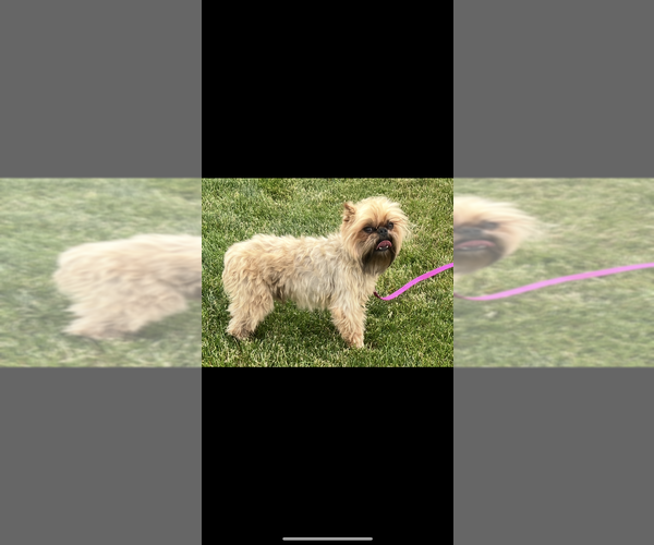 Medium Photo #1 Brussels Griffon Puppy For Sale in NILES, MI, USA