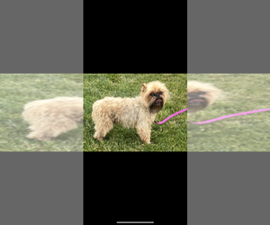 Father of the Brussels Griffon puppies born on 06/15/2025