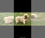 Small Photo #1 Brussels Griffon Puppy For Sale in NILES, MI, USA