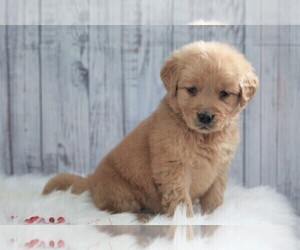 Golden Retriever Puppy for sale in APPLE CREEK, OH, USA