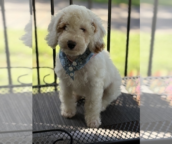Medium Photo #3 Goldendoodle (Miniature) Puppy For Sale in SAINT MARYS, KS, USA