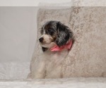 Small #21 Cavapoo