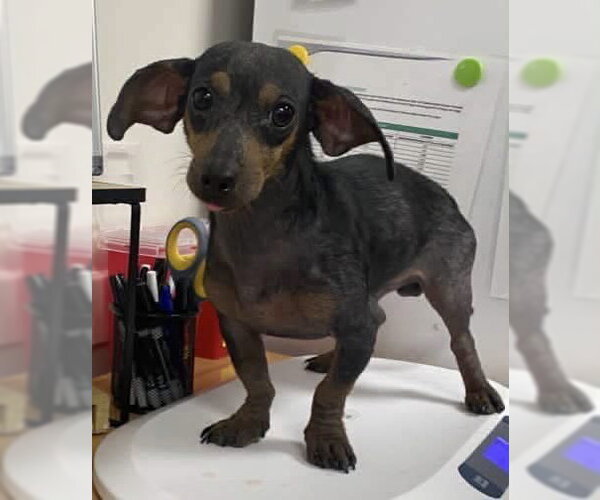 Medium Photo #8 Doxie-Pin Puppy For Sale in Myrtle Beach, SC, USA