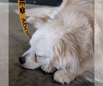 Small #5 Pekingese Mix