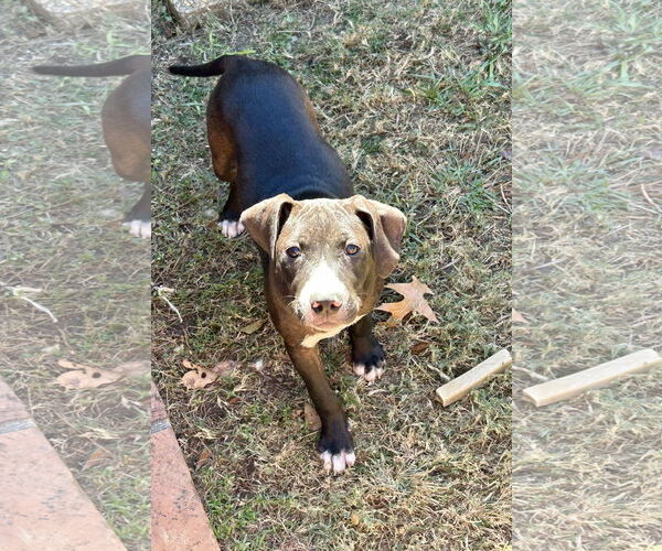 Medium Photo #2 Bulldog-Unknown Mix Puppy For Sale in Wetumpka, AL, USA