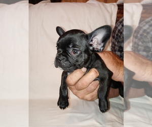 French Bulldog Puppy for sale in LAMAR, MS, USA
