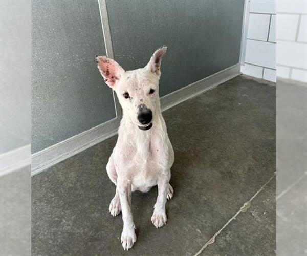 Medium Photo #2 Bull Terrier-Labrador Retriever Mix Puppy For Sale in Baytown, TX, USA