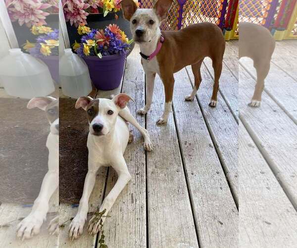 Medium Photo #5 Italian Greyhound-Unknown Mix Puppy For Sale in Sheboygan, WI, USA
