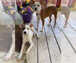 Small #4 Italian Greyhound Mix