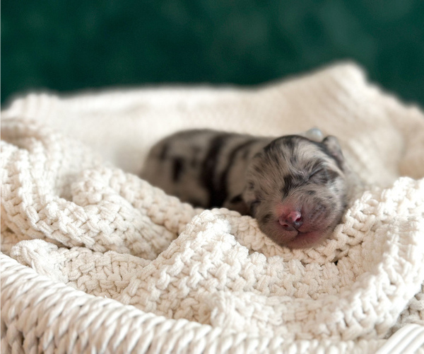 Medium Photo #2 Australian Shepherd Puppy For Sale in BOUTON, IA, USA