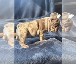 Small #2 French Bulldog