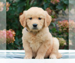 Maya - Female Golden Retriever Puppy for Sale - Small photo