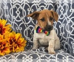 Small Photo #12 Australian Cattle Dog-Jack Russell Terrier Mix Puppy For Sale in LAKELAND, FL, USA