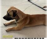 Small #1 American Pit Bull Terrier Mix