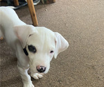 Puppy Puppy 1 Dogo Argentino