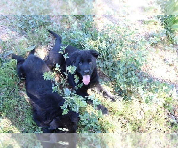 Medium Photo #6 German Shepherd Dog Puppy For Sale in AUSTIN, TX, USA